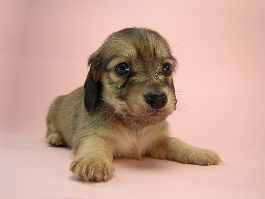 カニヘン 子犬 シェーデットクリーム カニヘン 子犬 シェーデットクリーム