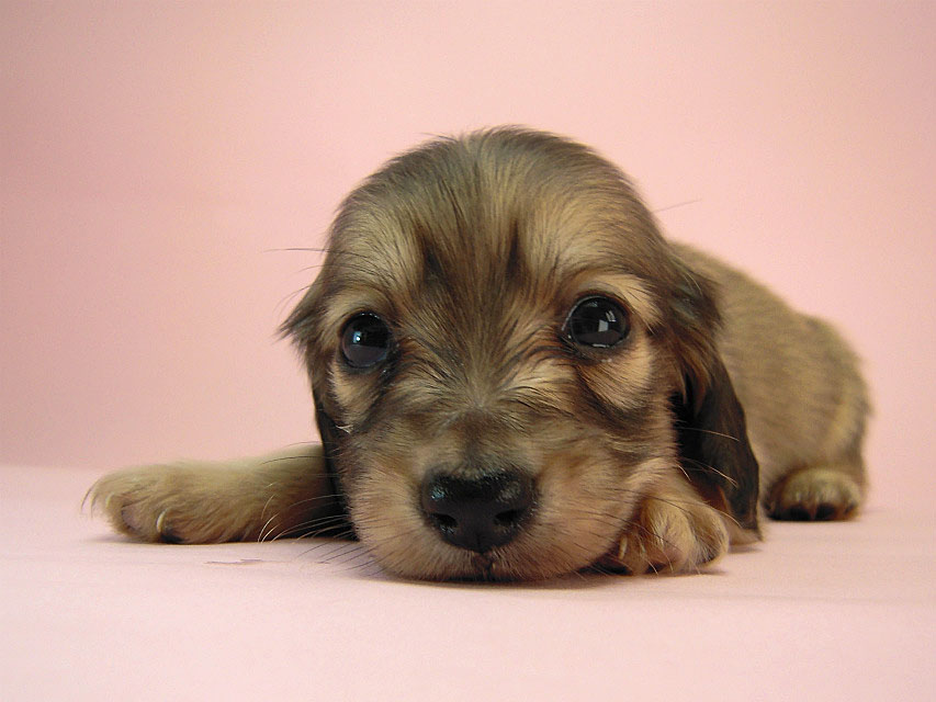 カニヘン 子犬 シェーデットクリーム カニヘン 子犬 シェーデットクリーム