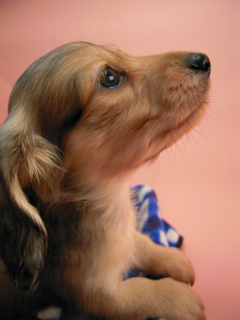 カニンヘン 子犬 シェーデットクリーム 男の子 ハナビの赤ちゃん 10/21生まれ