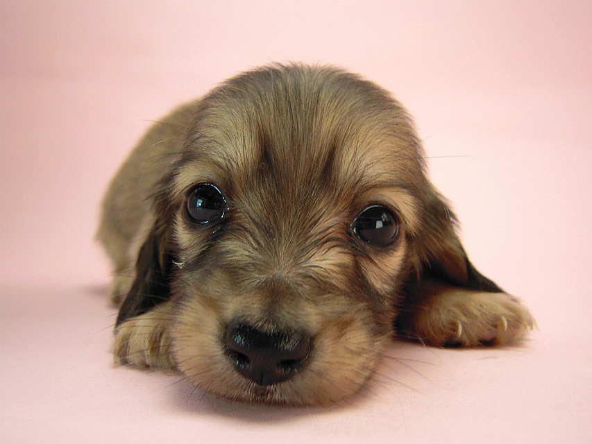 カニヘン 子犬 シェーデットクリーム カニヘン 子犬 シェーデットクリーム