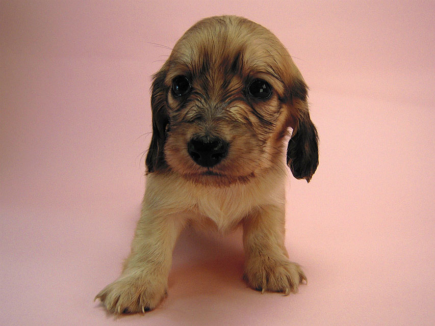 カニヘン　子犬　シェーデットクリーム　静岡県・Ｔ様