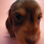 カニンヘン 子犬 チョコ＆クリーム 男の子 ハナビの赤ちゃん 10/21生まれ