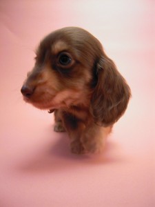 カニンヘン 子犬 チョコ＆クリーム 男の子 ハナビの赤ちゃん 10/21生まれ