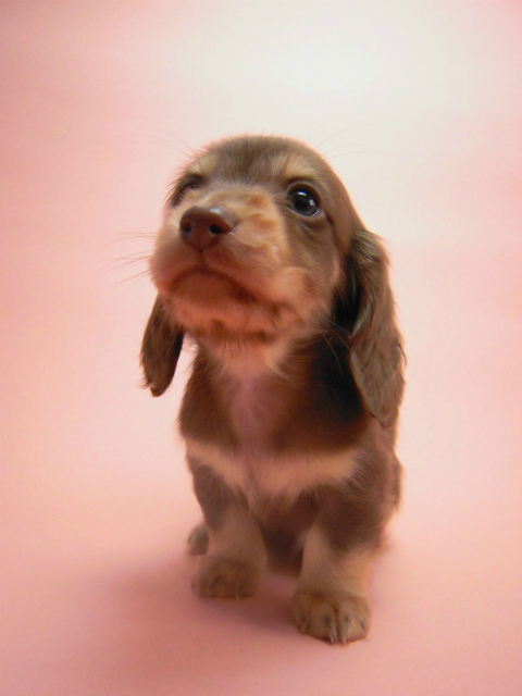 カニンヘン 子犬 チョコクリーム 男の子 ハナビの赤ちゃん 10/21生まれ