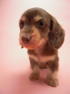 カニンヘン 子犬 チョコ＆クリーム 男の子 ハナビの赤ちゃん 10/21生まれ