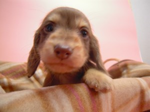 カニンヘン 子犬 チョコ＆クリーム 男の子 ハナビの赤ちゃん 10/21生まれ