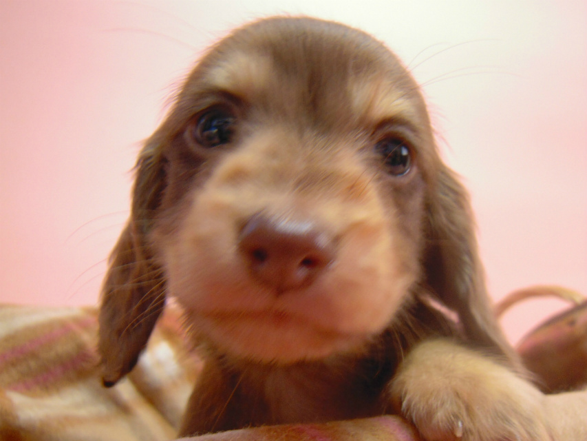 カニンヘン 子犬 チョコクリーム 男の子 ハナビの赤ちゃん 10/21生まれ