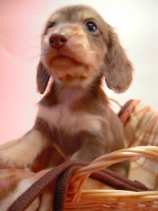 カニンヘン 子犬 チョコ＆クリーム 男の子 ハナビの赤ちゃん 10/21生まれ