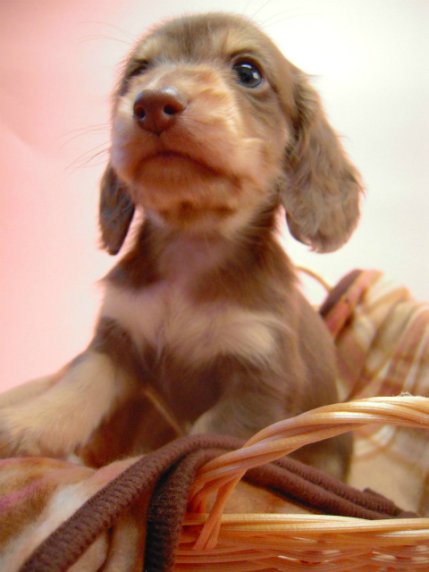 カニンヘン 子犬 チョコクリーム 男の子 ハナビの赤ちゃん 10/21生まれ