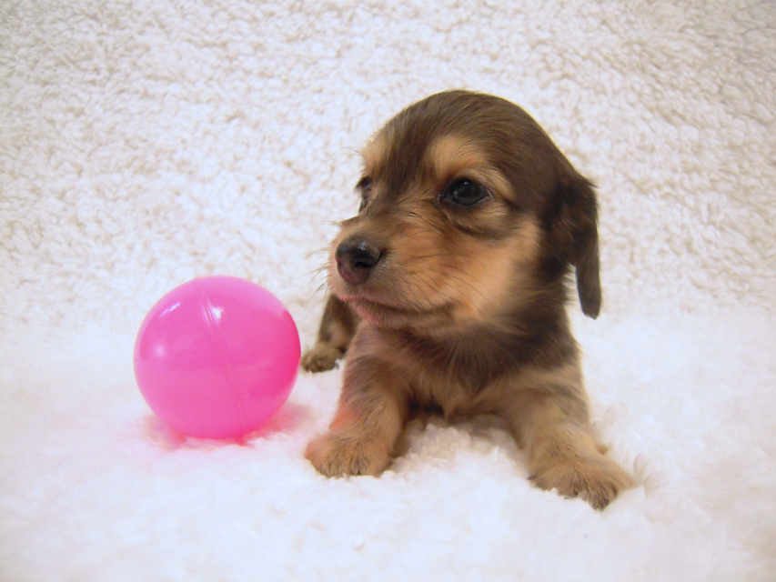 カニンヘン 子犬 シェーデットレット 男の子 ユジンの赤ちゃん 11/16生まれ