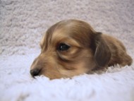 茨城県 H様 チビタ君