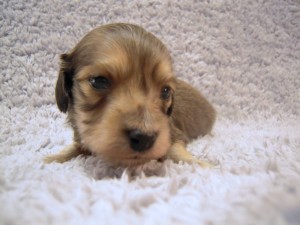 カニヘン 子犬 シェーデットクリーム 男の子 カニヘン 子犬 シェーデットクリーム 男の子