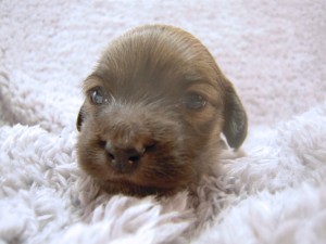 カニヘン 子犬 シェーデットクリーム 女の子 カニヘン 子犬 シェーデットクリーム 女の子