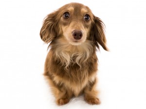 ノエル.hp カニンヘンダックスフンド 2.5kg ロングヘアード チョコクリーム 女の子