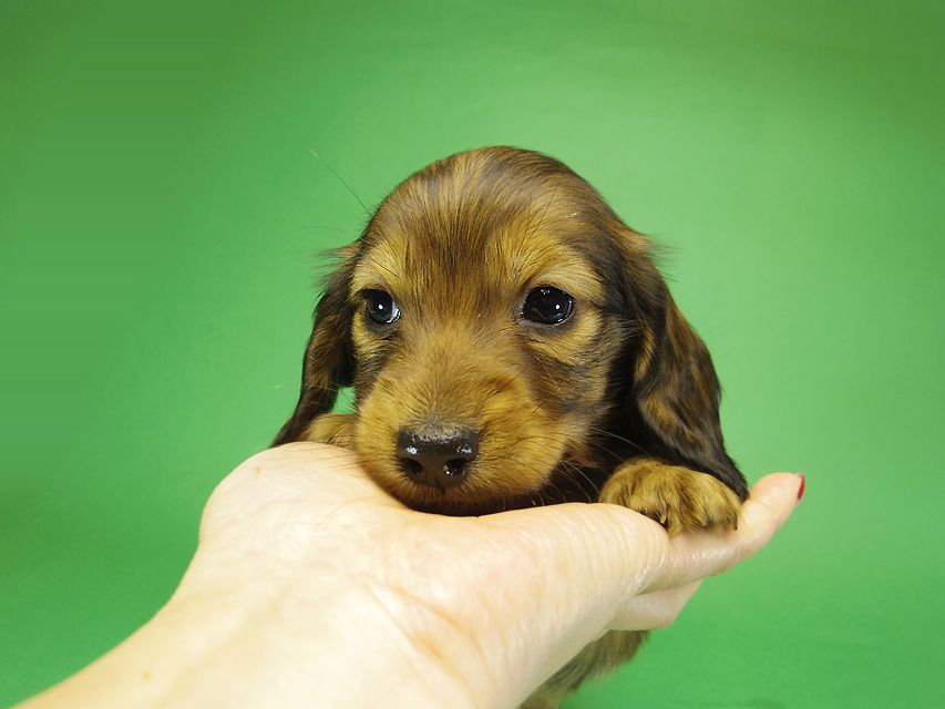 ミニチュアダックス リールー & ジムダンディの子犬 シェーデットレッド 女の子_IGP0338 ミニチュアダックス リールー & ジムダンディの子犬 シェーデットレッド 女の子