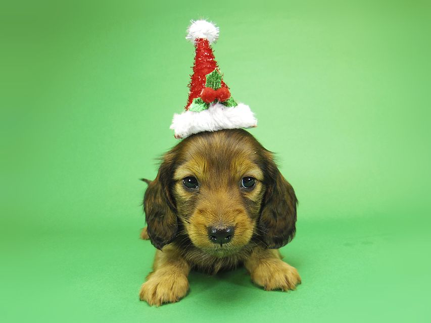 ミニチュアダックス リールー & ジムダンディの子犬 シェーデットレッド 女の子_IGP0343 ミニチュアダックス リールー & ジムダンディの子犬 シェーデットレッド 女の子