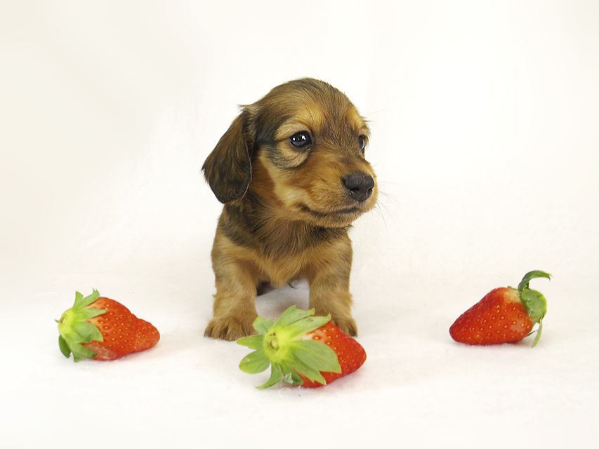 ダックスフンド カニンヘン ふたば & たけるの子犬 シェーデットレッド 男の子