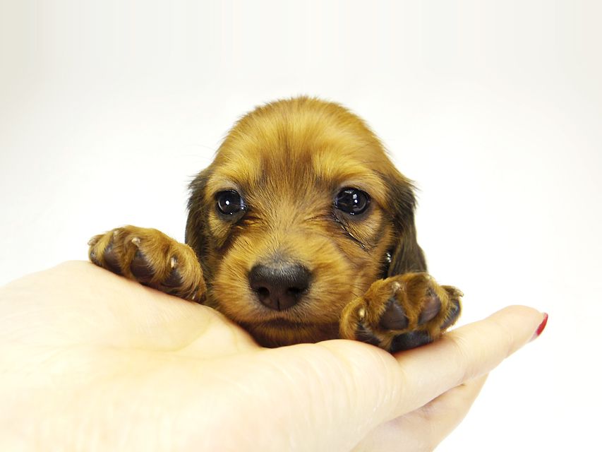 ダックスフンド カニンヘン ふたば & たけるの子犬 シェーデットレッド 女の子③_IGP0545 ダックスフンド カニンヘン ふたば & たけるの子犬 シェーデットレッド 女の子③