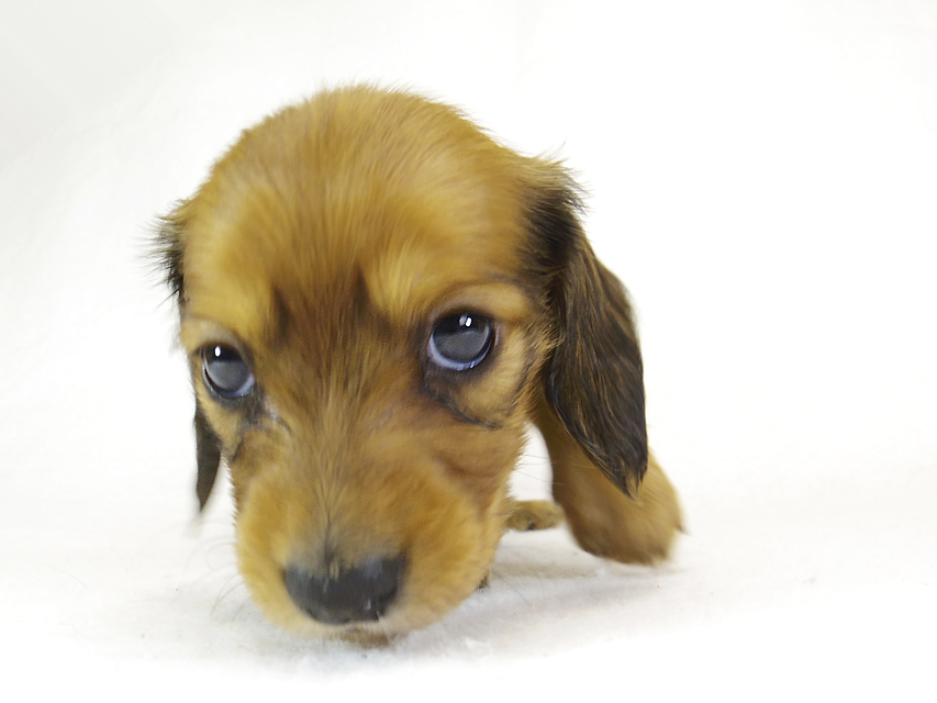 ダックスフンド カニンヘン ふたば & たけるの子犬 シェーデットレッド 女の子③_IGP0561 ダックスフンド カニンヘン ふたば & たけるの子犬 シェーデットレッド 女の子③_IGP0561