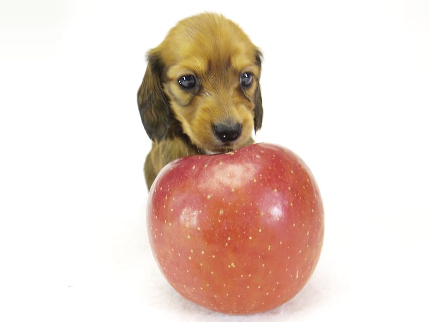 ダックスフンド カニンヘン ふたば & たけるの子犬 シェーデットレッド 女の子③_IGP0549 ダックスフンド カニンヘン ふたば & たけるの子犬 シェーデットレッド 女の子③