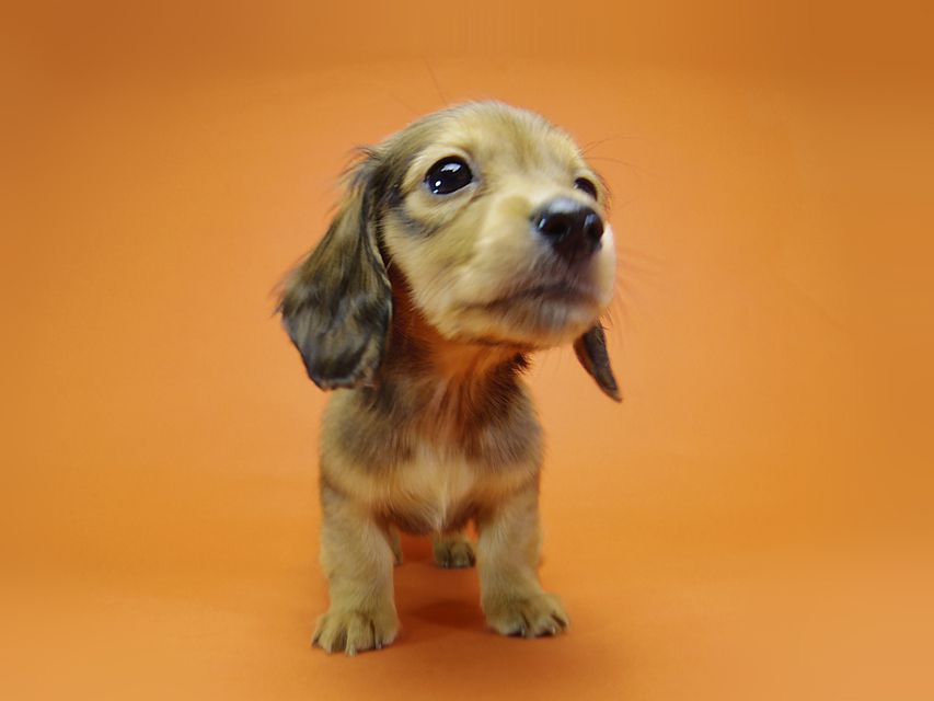 ダックスフンド カニンヘン ふたば & たけるの子犬 シェーデットレッド 女の子②