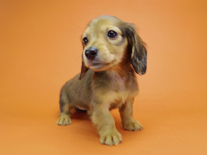 ダックスフンド カニンヘン ふたば & たけるの子犬 シェーデットレッド 女の子②