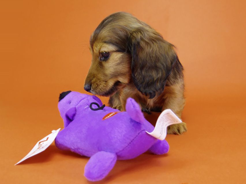 ミニチュアダックス リールー & ジムダンディの赤ちゃん シェーデットレッド 男の子