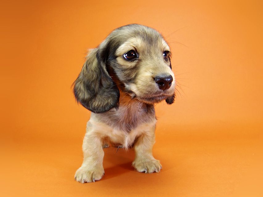 ミニチュアダックス リールー & ジムダンディの子犬 シェーデットクリーム 男の子_IGP0700 ミニチュアダックス リールー & ジムダンディの子犬 シェーデットクリーム 男の子