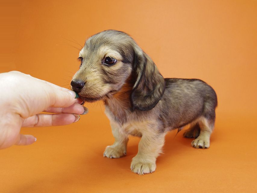 ミニチュアダックス リールー & ジムダンディの子犬 シェーデットクリーム 男の子_IGP0701 ミニチュアダックス リールー & ジムダンディの子犬 シェーデットクリーム 男の子