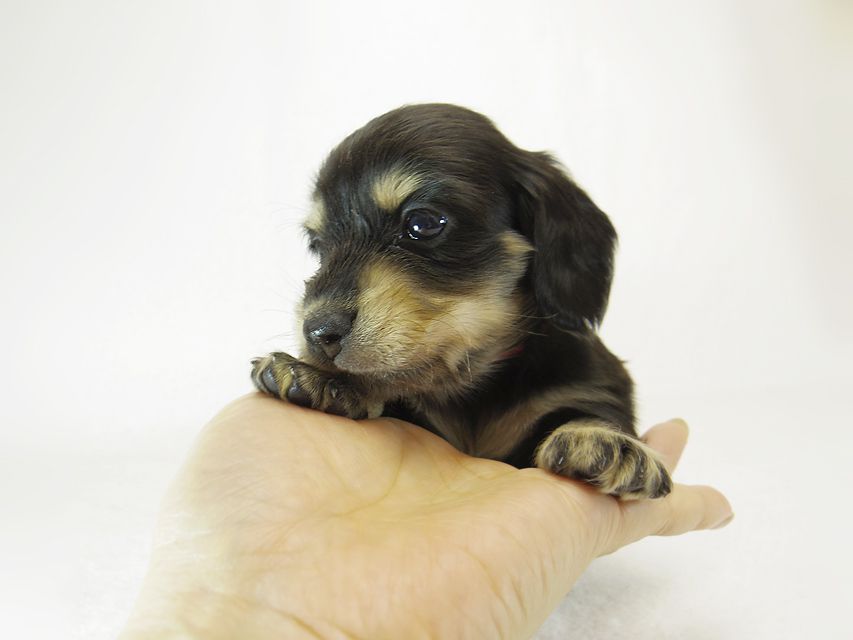 ダックスフンド カニンヘン 楓 & オスカルの子犬 ブラッククリーム 女の子② お写真初登場_IGP0850 ダックスフンド カニンヘン 楓 & オスカルの子犬 ブラッククリーム 女の子② お写真初登場