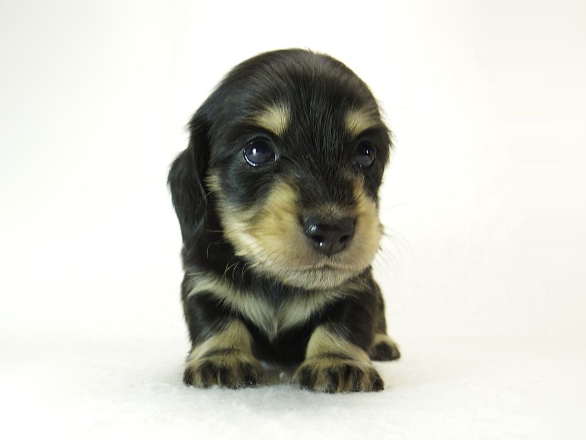 ダックスフンド カニンヘン 楓 & オスカルの子犬 ブラッククリーム 女の子② お写真初登場_IGP0852 ダックスフンド カニンヘン 楓 & オスカルの子犬 ブラッククリーム 女の子② お写真初登場