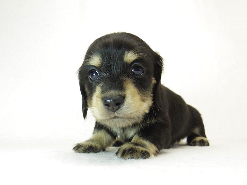 ダックスフンド カニンヘン 楓 & オスカルの子犬 ブラッククリーム 女の子② お写真初登場_IGP0855 ダックスフンド カニンヘン 楓 & オスカルの子犬 ブラッククリーム 女の子② お写真初登場