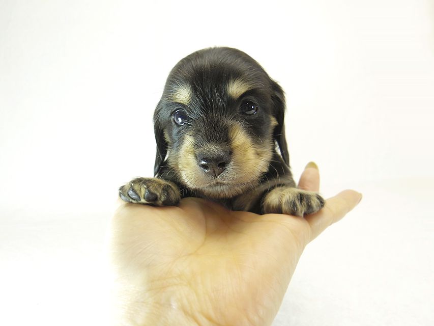 ダックスフンド カニンヘン 楓 & オスカルの子犬 ブラッククリーム 女の子② お写真初登場_IGP0857 ダックスフンド カニンヘン 楓 & オスカルの子犬 ブラッククリーム 女の子② お写真初登場