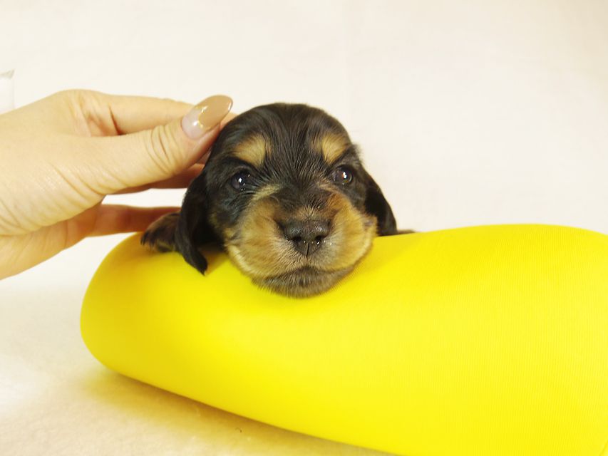 アンジー & EYE JUST DRAGONの子犬 ミニチュアダックス ブラッククリーム 男の子 お写真初登場