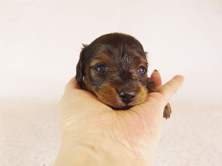ダックスフンド カニンヘン うずめ & オスカルの子犬 シェーデットレッド 女の子 お写真初登場_IGP1125 ダックスフンド カニンヘン うずめ & オスカルの子犬 シェーデットレッド 女の子 お写真初登場