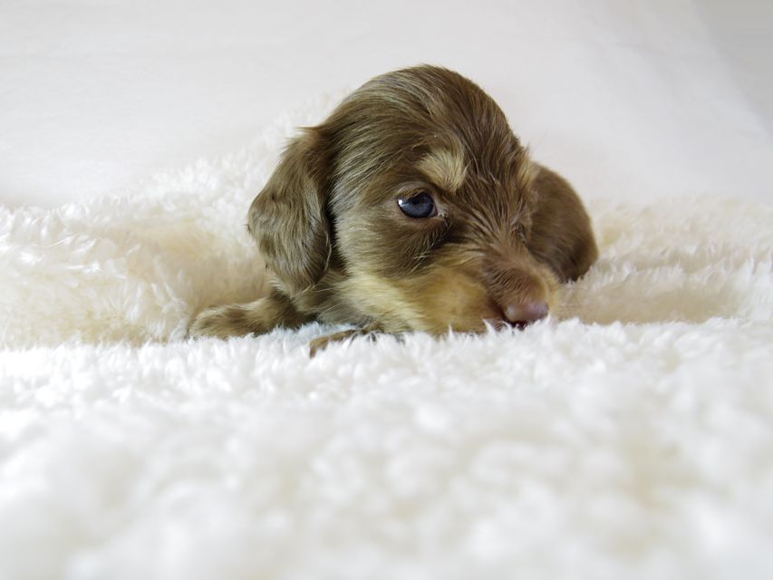 ダックスフンド カニンヘン アン.hb & PRINCIPAL HEROの子犬 チョコクリーム 男の子 お写真初登場