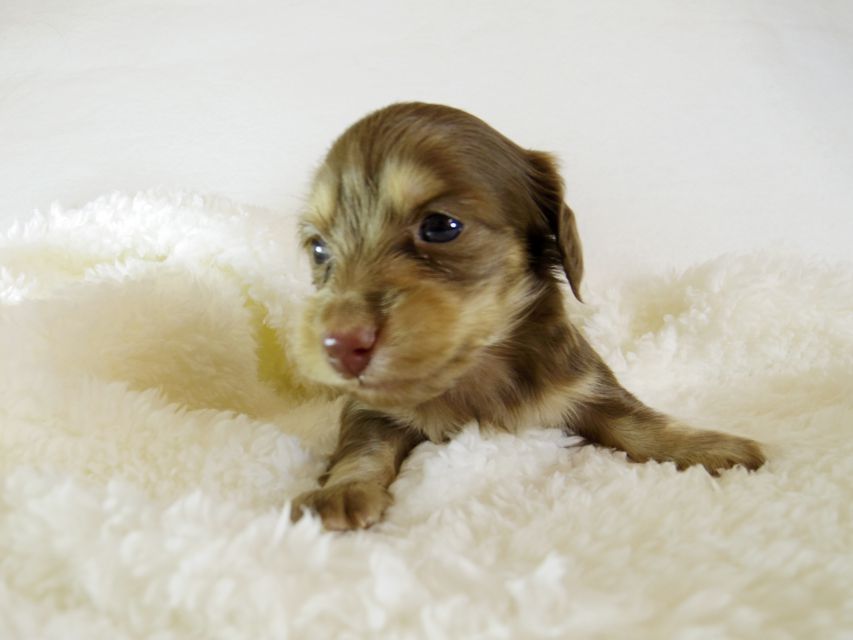 ダックスフンド カニンヘン アン.hb & PRINCIPAL HEROの子犬 チョコクリーム 女の子 お写真初登場_IGP1169 ダックスフンド カニンヘン アン.hb & PRINCIPAL HEROの子犬 チョコクリーム 女の子 お写真初登場