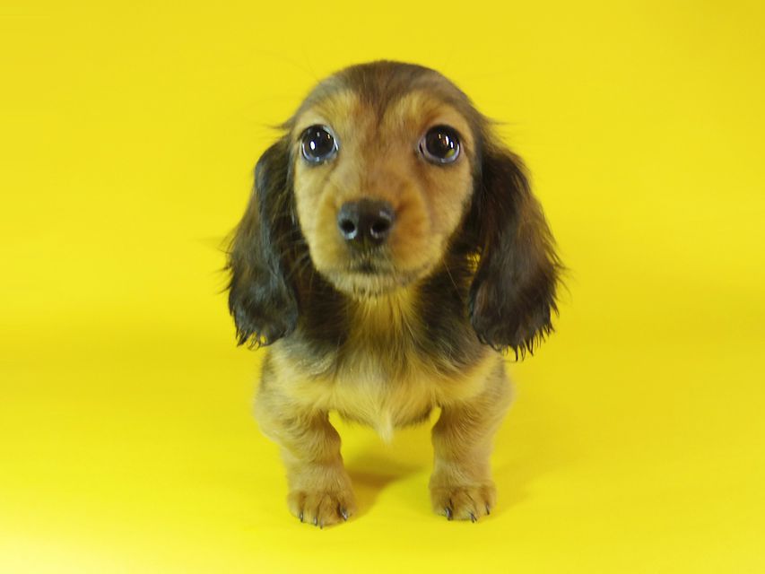 ミニチュアダックス ダックスフンド リールー & ジムダンディの子犬 シェーデットレッド 女の子_IGP1176 ミニチュアダックス ダックスフンド リールー & ジムダンディの子犬 シェーデットレッド 女の子