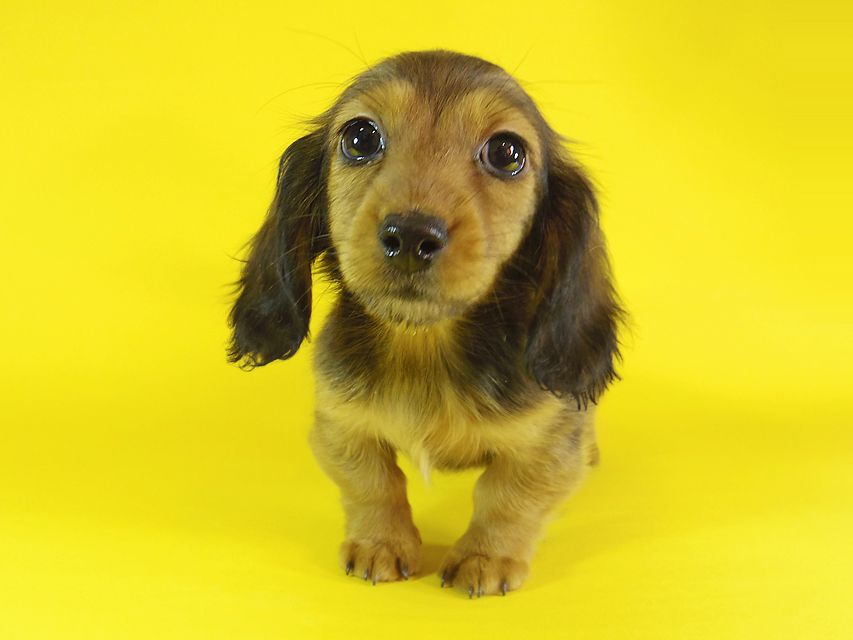 ミニチュアダックス ダックスフンド リールー & ジムダンディの子犬 シェーデットレッド 女の子_IGP1180 ミニチュアダックス ダックスフンド リールー & ジムダンディの子犬 シェーデットレッド 女の子