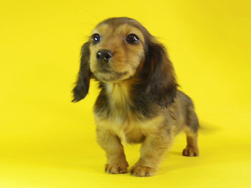 ミニチュアダックス ダックスフンド リールー & ジムダンディの子犬 シェーデットレッド 女の子_IGP1182 ミニチュアダックス ダックスフンド リールー & ジムダンディの子犬 シェーデットレッド 女の子