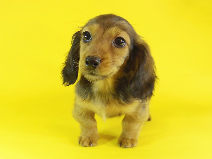 ミニチュアダックス ダックスフンド リールー & ジムダンディの子犬 シェーデットレッド 女の子_IGP1184 ミニチュアダックス ダックスフンド リールー & ジムダンディの子犬 シェーデットレッド 女の子