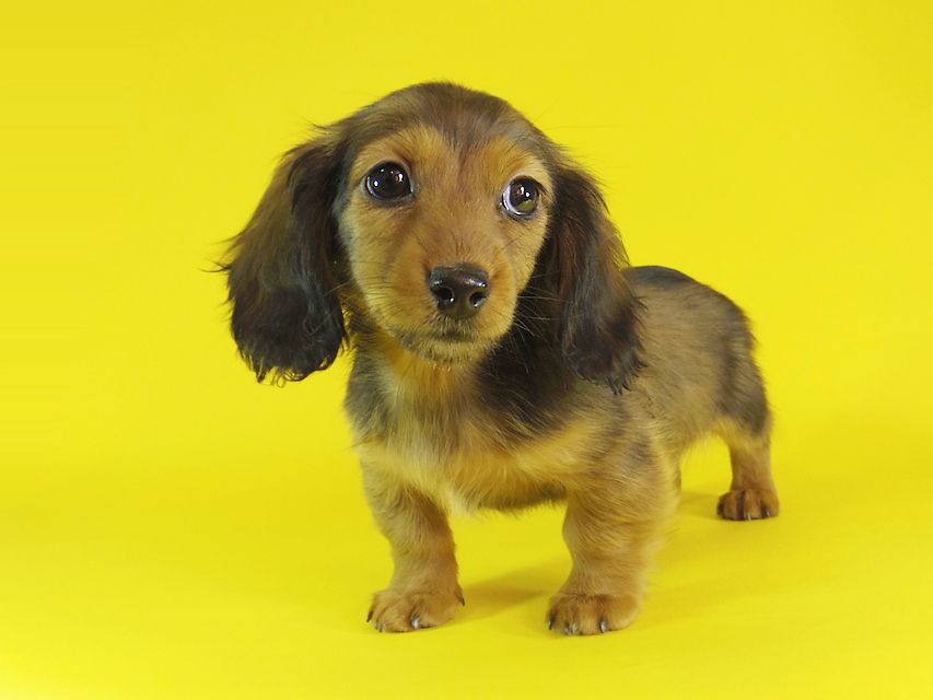 ミニチュアダックス ダックスフンド リールー & ジムダンディの子犬 シェーデットレッド 女の子_IGP1188 ミニチュアダックス ダックスフンド リールー & ジムダンディの子犬 シェーデットレッド 女の子