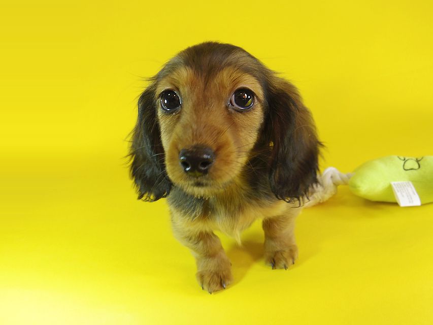 ミニチュアダックス ダックスフンド リールー & ジムダンディの子犬 シェーデットレッド 女の子_IGP1190 ミニチュアダックス ダックスフンド リールー & ジムダンディの子犬 シェーデットレッド 女の子