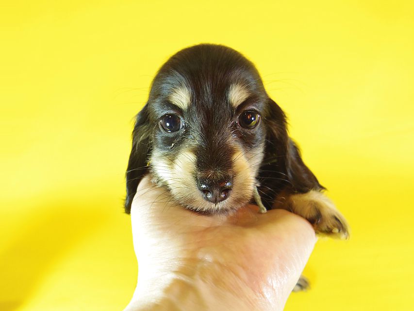 ダックスフンド カニンヘン 楓 & オスカルの子犬 ブラッククリーム 女の子①