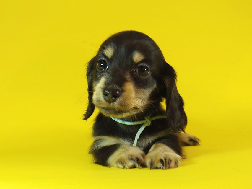 ダックスフンド カニンヘン 楓 & オスカルの子犬 ブラッククリーム 女の子①