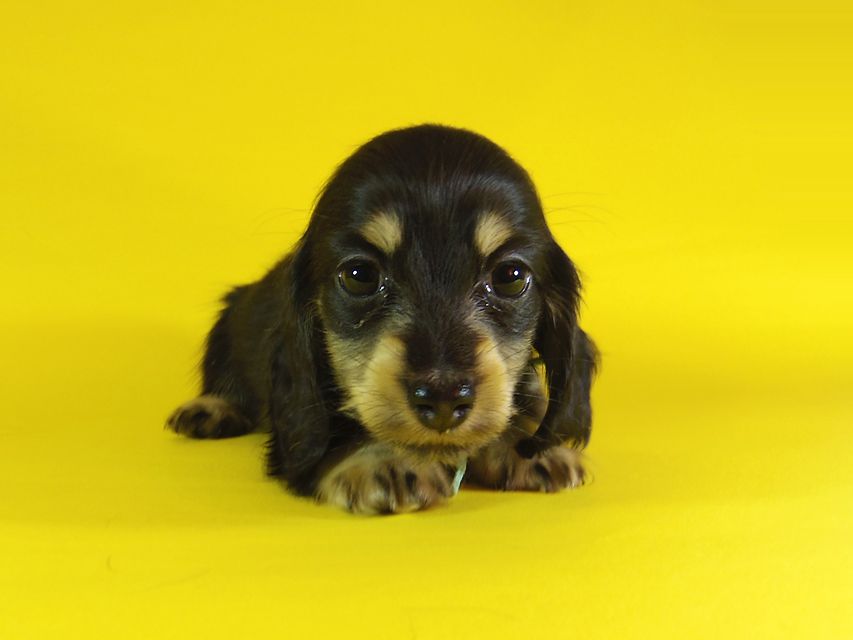 ダックスフンド カニンヘン 楓 & オスカルの子犬 ブラッククリーム 女の子①