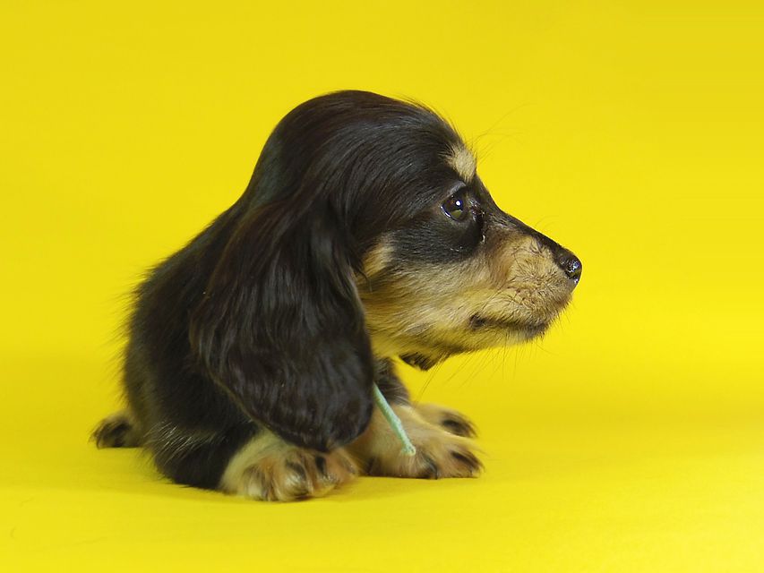 ダックスフンド カニンヘン 楓 & オスカルの子犬 ブラッククリーム 女の子①