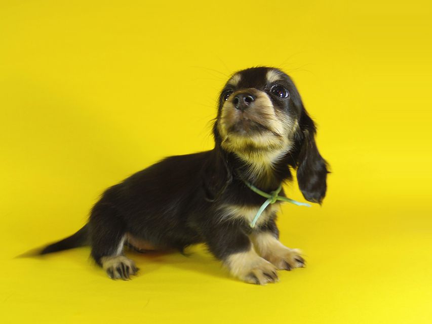 ダックスフンド カニンヘン 楓 & オスカルの子犬 ブラッククリーム 女の子①