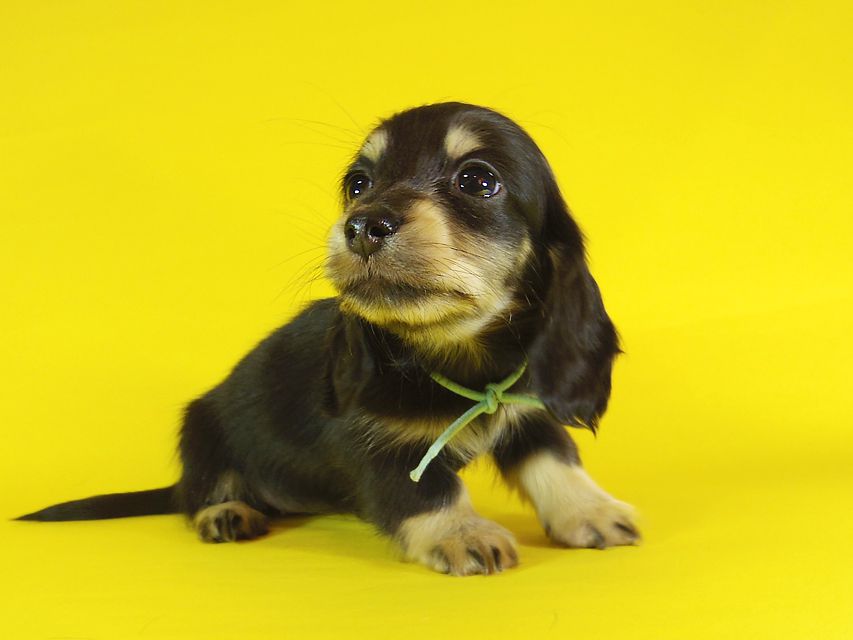 ダックスフンド カニンヘン 楓 & オスカルの子犬 ブラッククリーム 女の子①