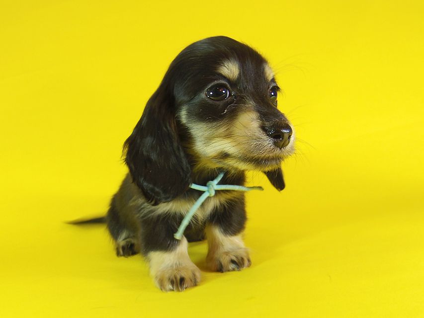 ダックスフンド カニンヘン 楓 & オスカルの子犬 ブラッククリーム 女の子①
